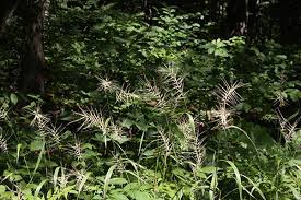 Attēlu rezultāti vaicājumam “Hemitrichia karstenii young”