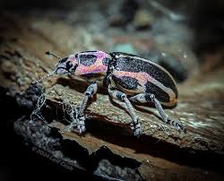 Attēlu rezultāti vaicājumam “Eurhynchiastrum pulchellum”