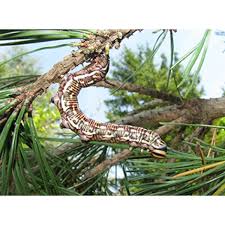 Attēlu rezultāti vaicājumam “Sphinx pinastri larva”