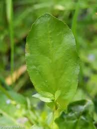 Attēlu rezultāti vaicājumam “Veronica anagallis-aquatica leaf”