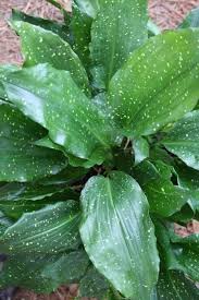 Attēlu rezultāti vaicājumam “Comatricha ellae stalked”