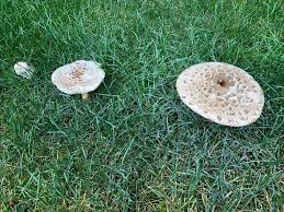 Attēlu rezultāti vaicājumam “Macrolepiota rhacodes var. bohemica”