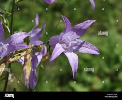 Image result for Campanula rapunculus