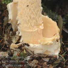 Attēlu rezultāti vaicājumam “Amanita crocea”