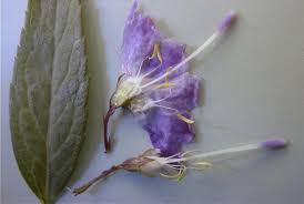 Attēlu rezultāti vaicājumam “Campanula rapunculoides bud”