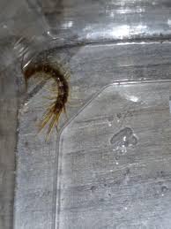 Attēlu rezultāti vaicājumam “Lithobius forficatus”