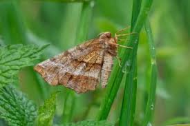 Attēlu rezultāti vaicājumam “Selenia dentaria”