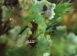 Attēlu rezultāti vaicājumam “Fellhanera subtilis”