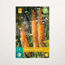 Image result for Steppenkerze