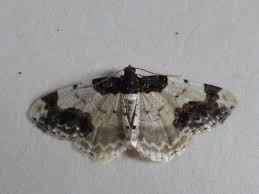 Attēlu rezultāti vaicājumam “Ligdia adustata”