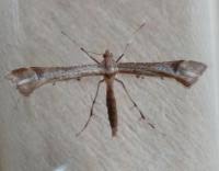 Attēlu rezultāti vaicājumam “Platyptilia gonodactyla”