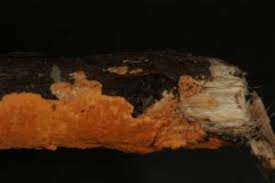 Attēlu rezultāti vaicājumam “Perenniporia subacida”