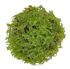 Attēlu rezultāti vaicājumam “Plagiomnium affine”