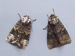 Attēlu rezultāti vaicājumam “Craniophora ligustri larva”