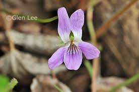 Attēlu rezultāti vaicājumam “Viola collina leaf”