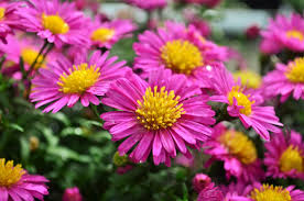 Image result for Aster novi-belgii