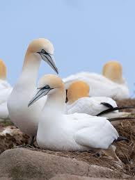 Image result for Morus bassanus