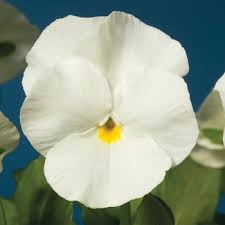 Image result for Viola x wittrockiana `Hiemalis`