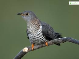 Attēlu rezultāti vaicājumam “Cuculus canorus adult”