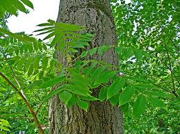 Attēlu rezultāti vaicājumam “Juglans cinerea flower”