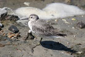 Attēlu rezultāti vaicājumam “Calidris canutus”