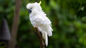 Image result for Bird