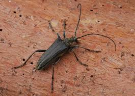 Attēlu rezultāti vaicājumam “Oxymirus cursor”