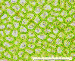 Attēlu rezultāti vaicājumam “Chiloscyphus pallescens”