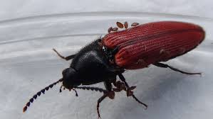 Attēlu rezultāti vaicājumam “Ampedus sp.”