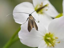 Attēlu rezultāti vaicājumam “Cauchas rufimitrella”