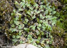 Attēlu rezultāti vaicājumam “Riccia bifurca”