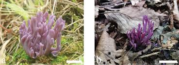 Attēlu rezultāti vaicājumam “Clavaria sphagnicola”