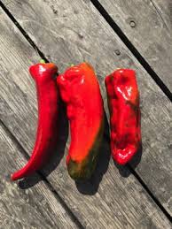 Afbeeldingsresultaat voor long red marconi sweet pepper
