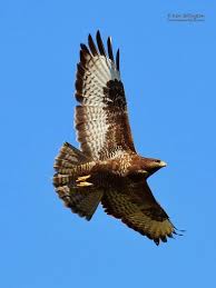 Attēlu rezultāti vaicājumam “Buteo buteo”