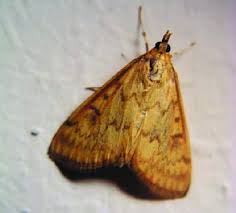 Attēlu rezultāti vaicājumam “Ostrinia nubilalis”