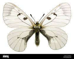 Attēlu rezultāti vaicājumam “Parnassius mnemosyne upperside”