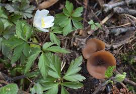 Attēlu rezultāti vaicājumam “Dumontinia tuberosa”