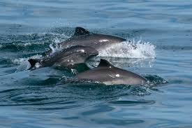 Image result for Phocoena phocoena