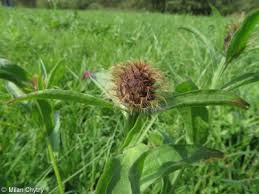 Attēlu rezultāti vaicājumam “Centaurea phrygia bud”