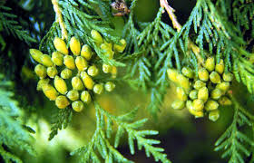 Attēlu rezultāti vaicājumam “Thuja occidentalis leaf”