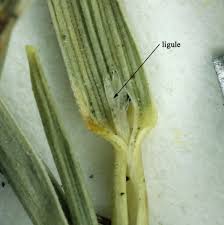 Attēlu rezultāti vaicājumam “Epirhoe tristata”