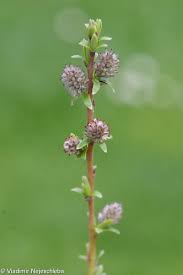 Attēlu rezultāti vaicājumam “Salix rosmarinifolia”