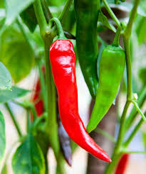Afbeeldingsresultaat voor numex chimayo hot pepper