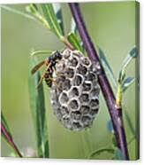 Attēlu rezultāti vaicājumam “Polistes nimpha”