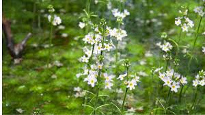 Attēlu rezultāti vaicājumam “Hottonia palustris flower”