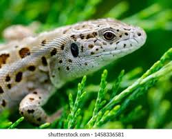 Attēlu rezultāti vaicājumam “Lacerta agilis female”