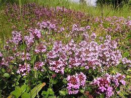 Attēlu rezultāti vaicājumam “Thymus pulegioides fruit”