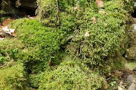 Attēlu rezultāti vaicājumam “Trilophozia quinquedentata”