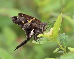 Attēlu rezultāti vaicājumam “Hoplia parvula imago”