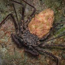 Attēlu rezultāti vaicājumam “Trichia ambigua”